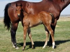 Whiskey Up Latigo JW <BR> AQHA 6005067